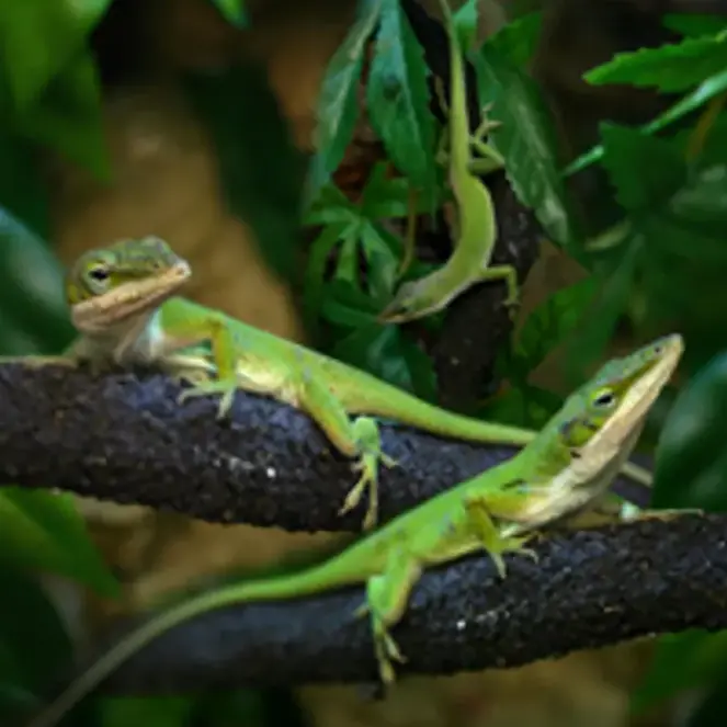 Grøn Anole hun (Anolis carolinensis)